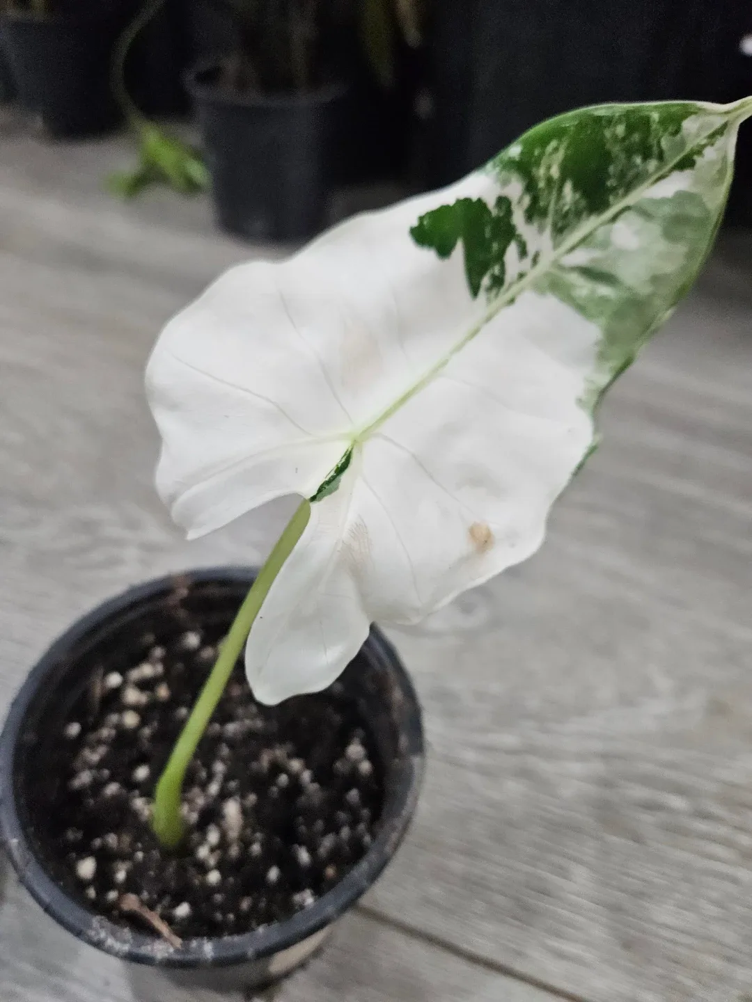 Alocasia frydek in 4"pot image indicator(2)