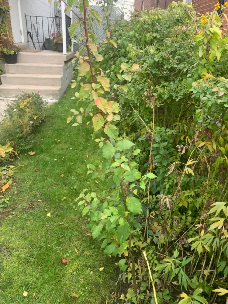 European plum trees 2ft.-4ft. image indicator(4)