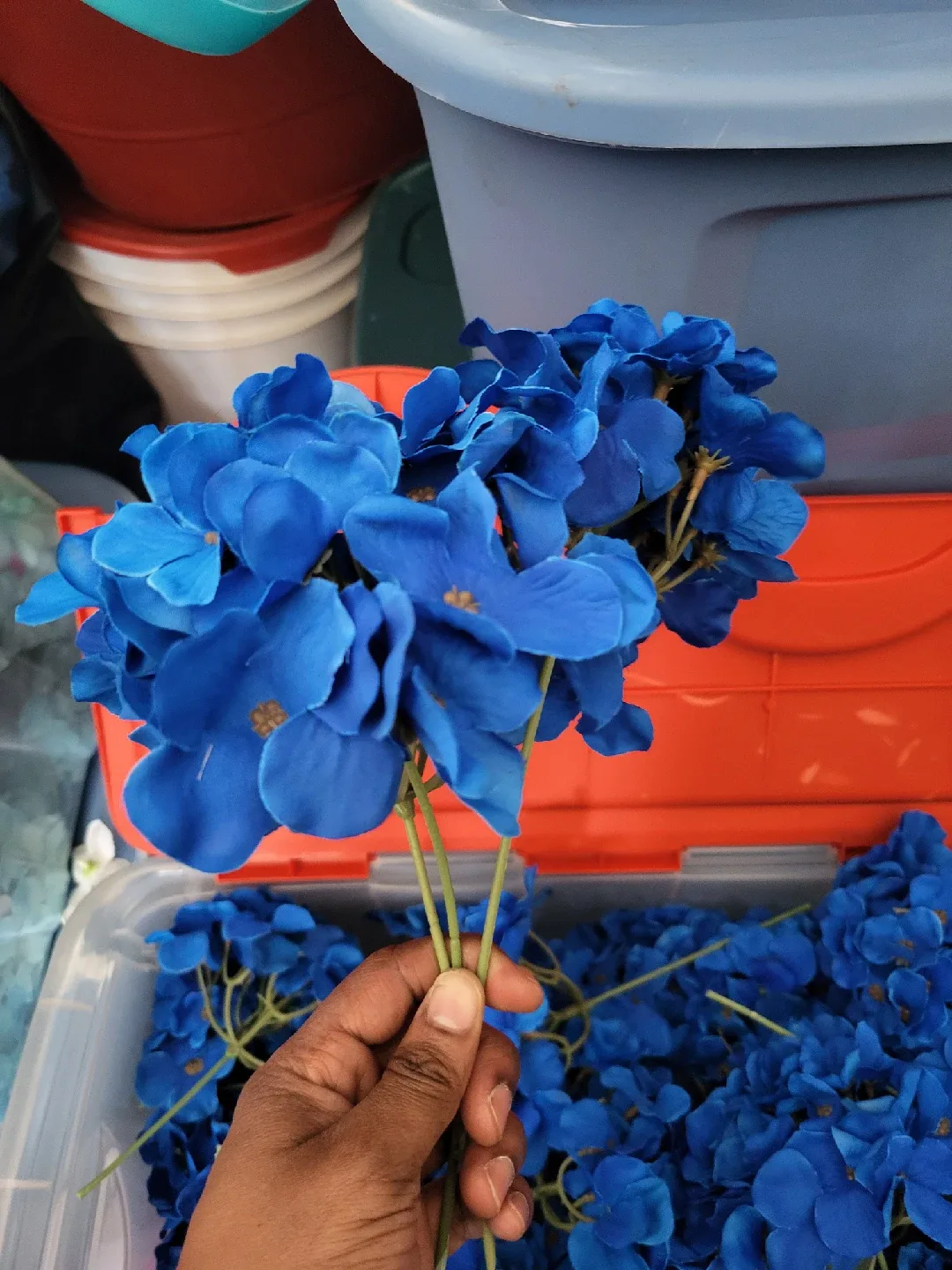 Blue Hydrangea Flowers thumbnail