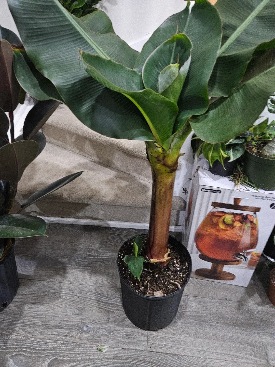 Banana Plant in 10"pot thumbnail