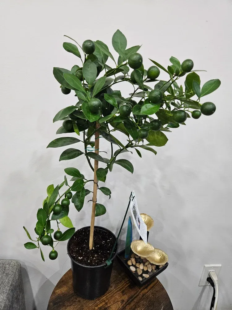 Calamondin Standard Tree image indicator(2)