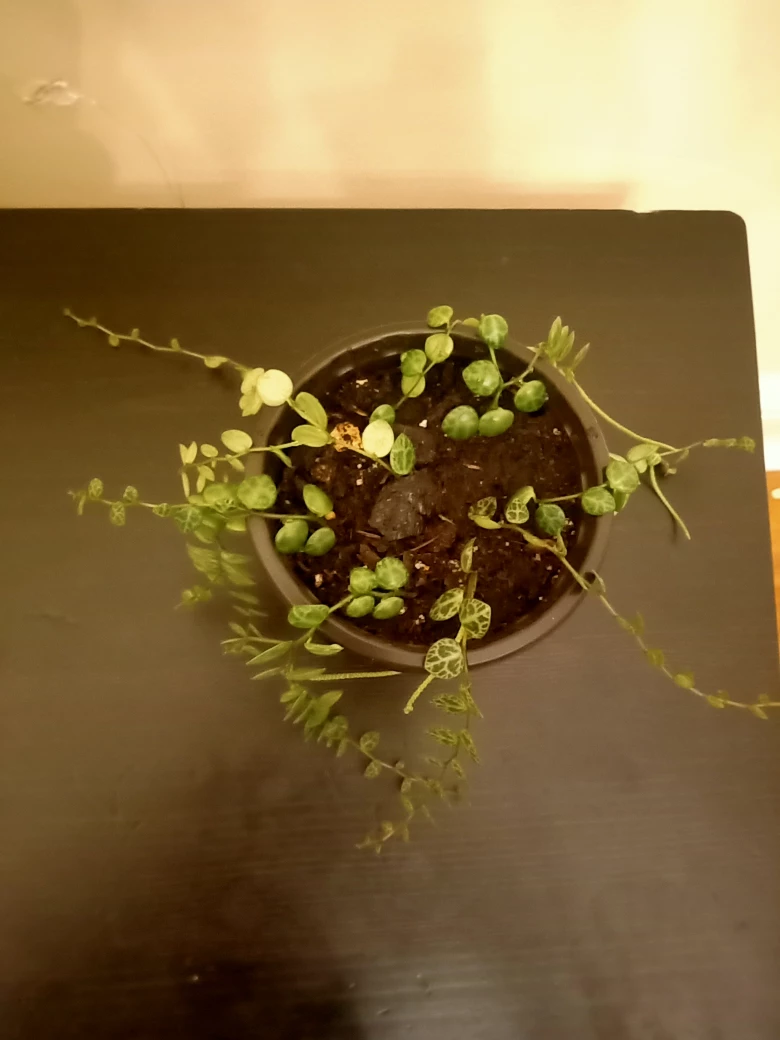 String of Turtles - photo 2