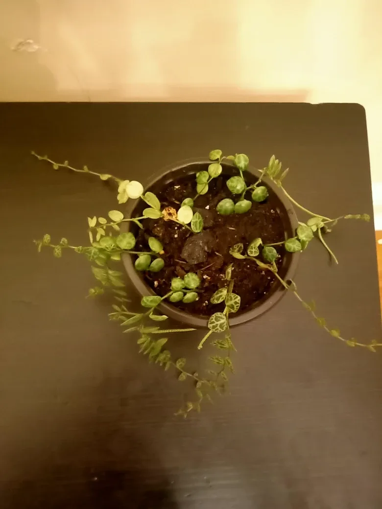 String of Turtles image indicator(2)