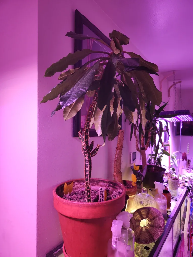 2 Madagascar jewel plants