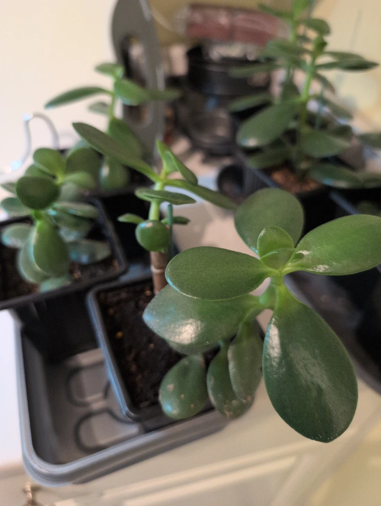 Jade Plant