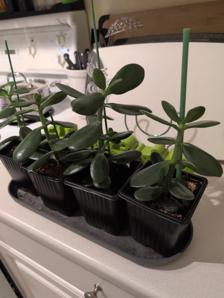 Jade Plant - photo 2