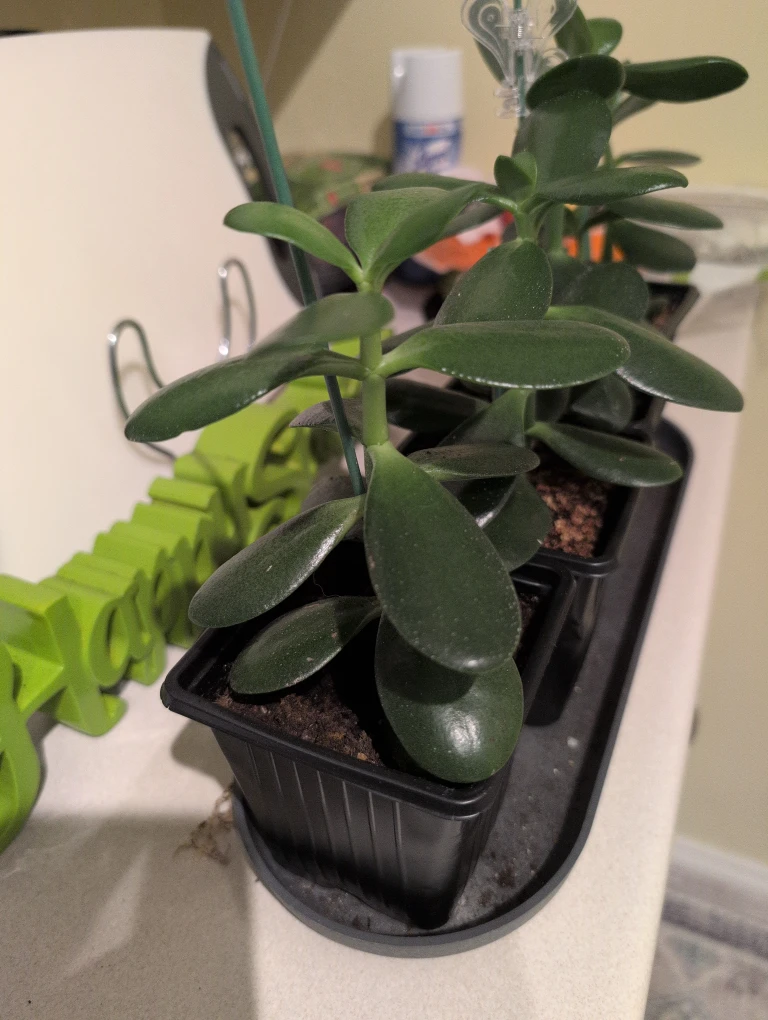 Jade Plant - photo 3