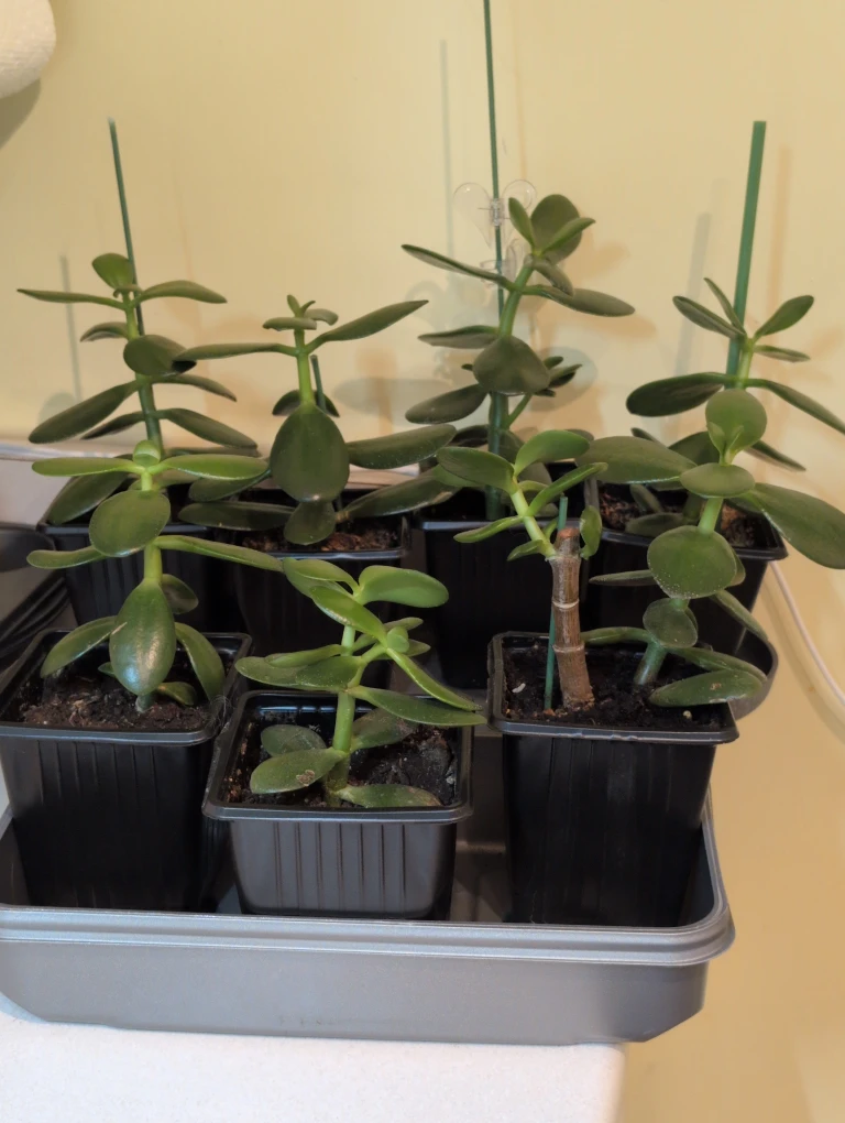 Jade Plant - photo 4