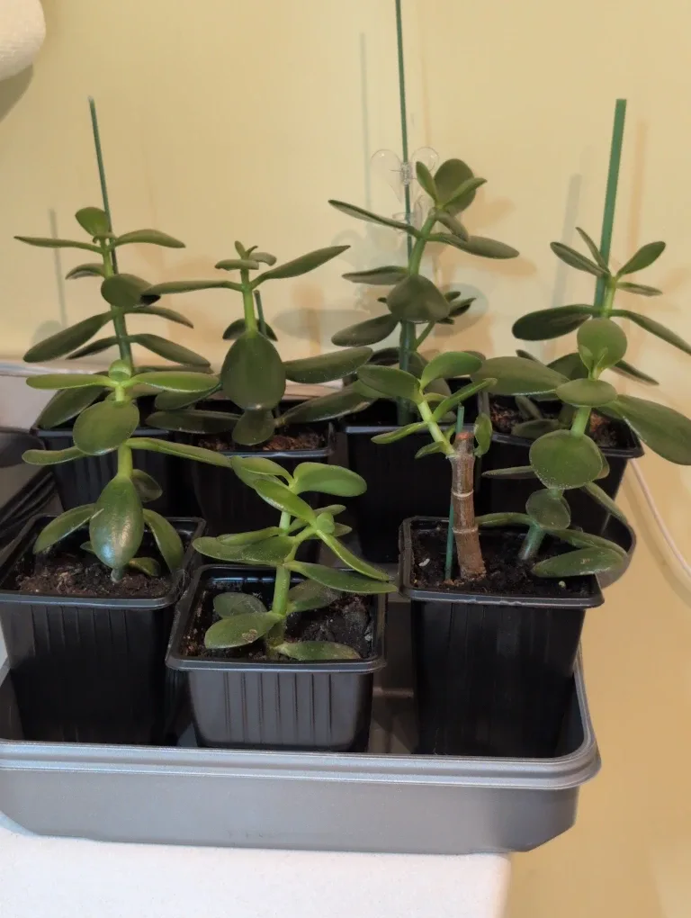 Jade Plant image indicator(4)