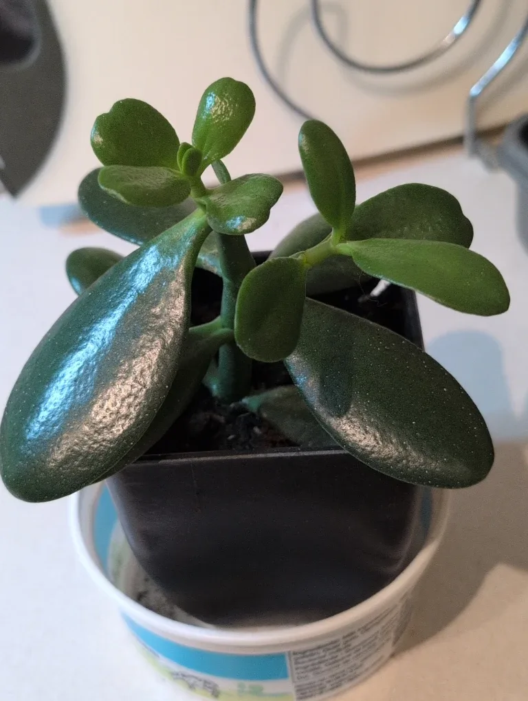 Jade Plant image indicator(6)