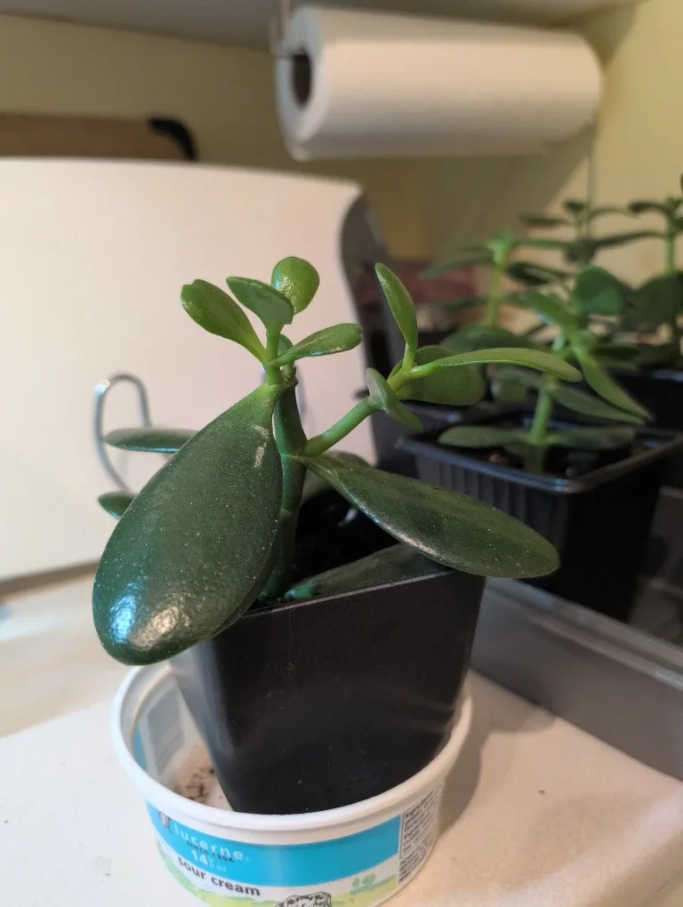 Jade Plant image indicator(7)