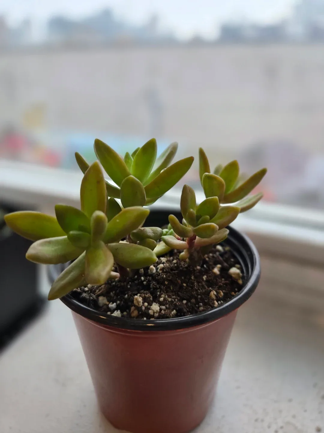 Potted yellow Succulent Plant image indicator(2)