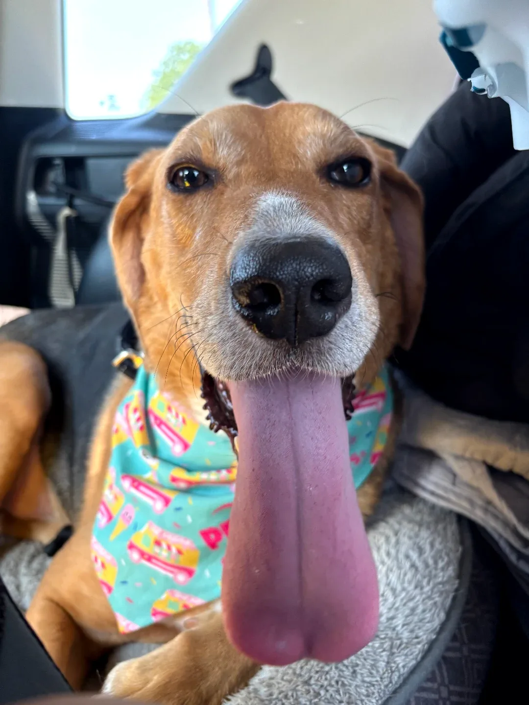 Pet sitting/ dog walking image indicator(7)