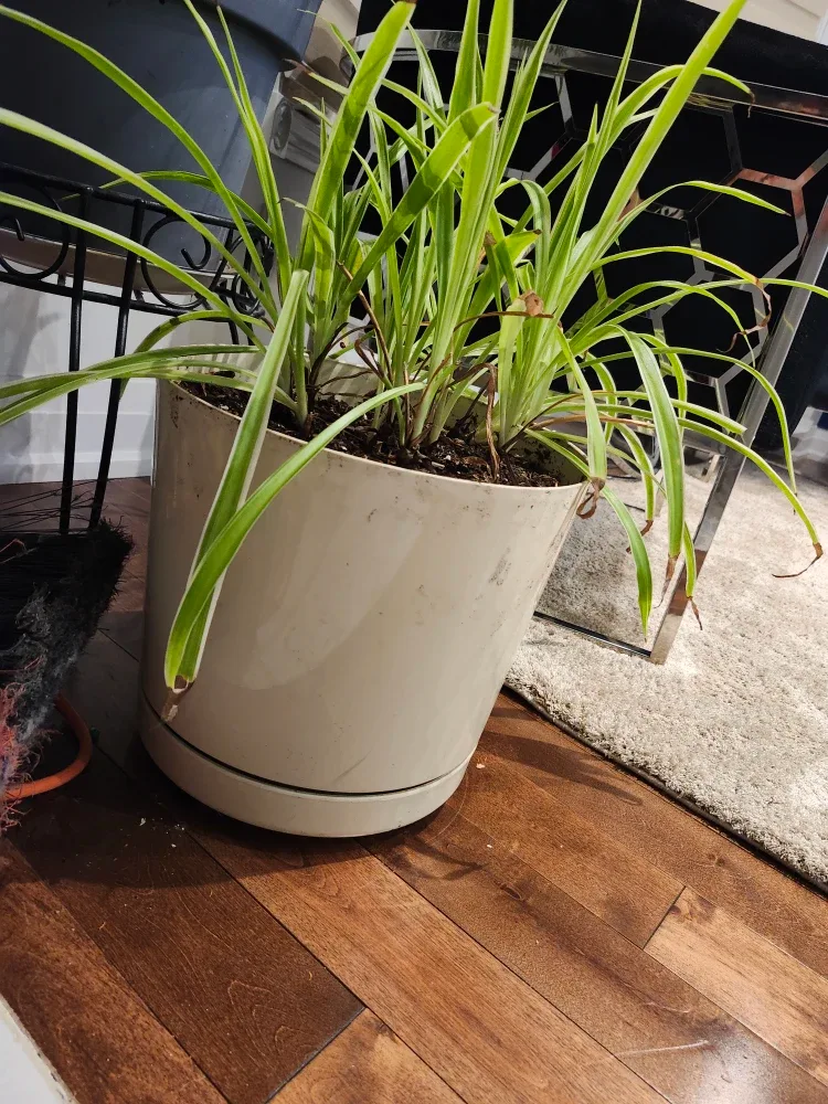 Indoor plant image indicator(2)