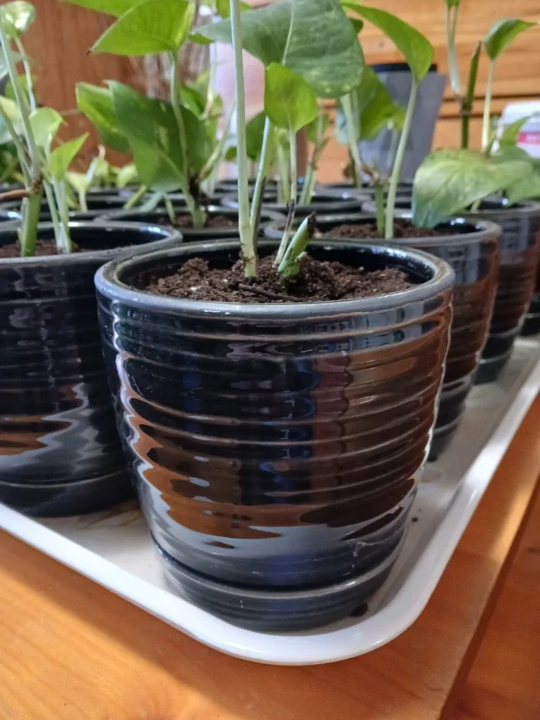 Potted Money Plants image indicator(2)