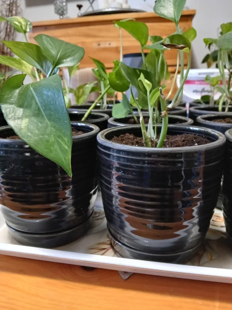 Potted Money Plants image indicator(3)