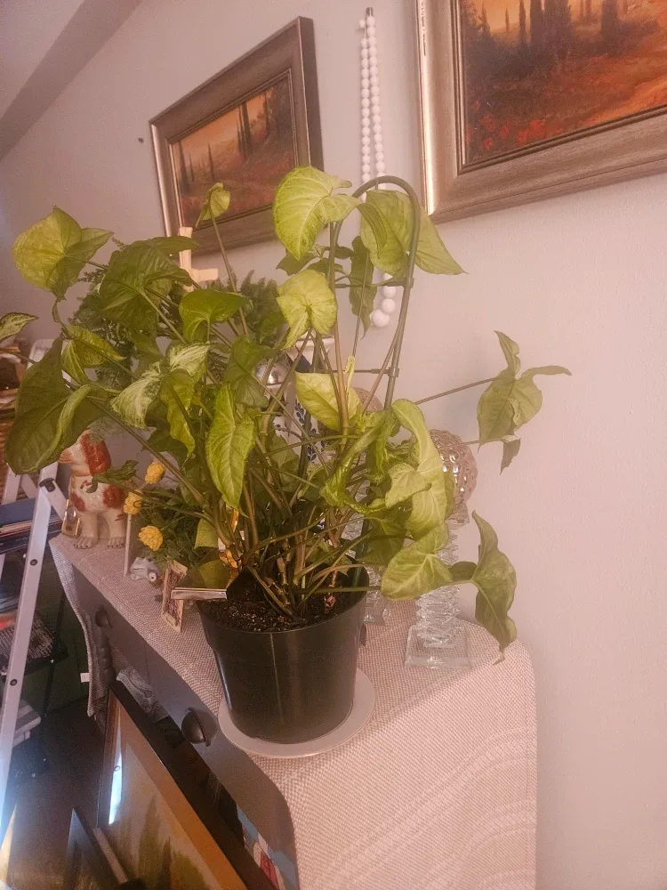 SYNGONIUM Plant image indicator(2)