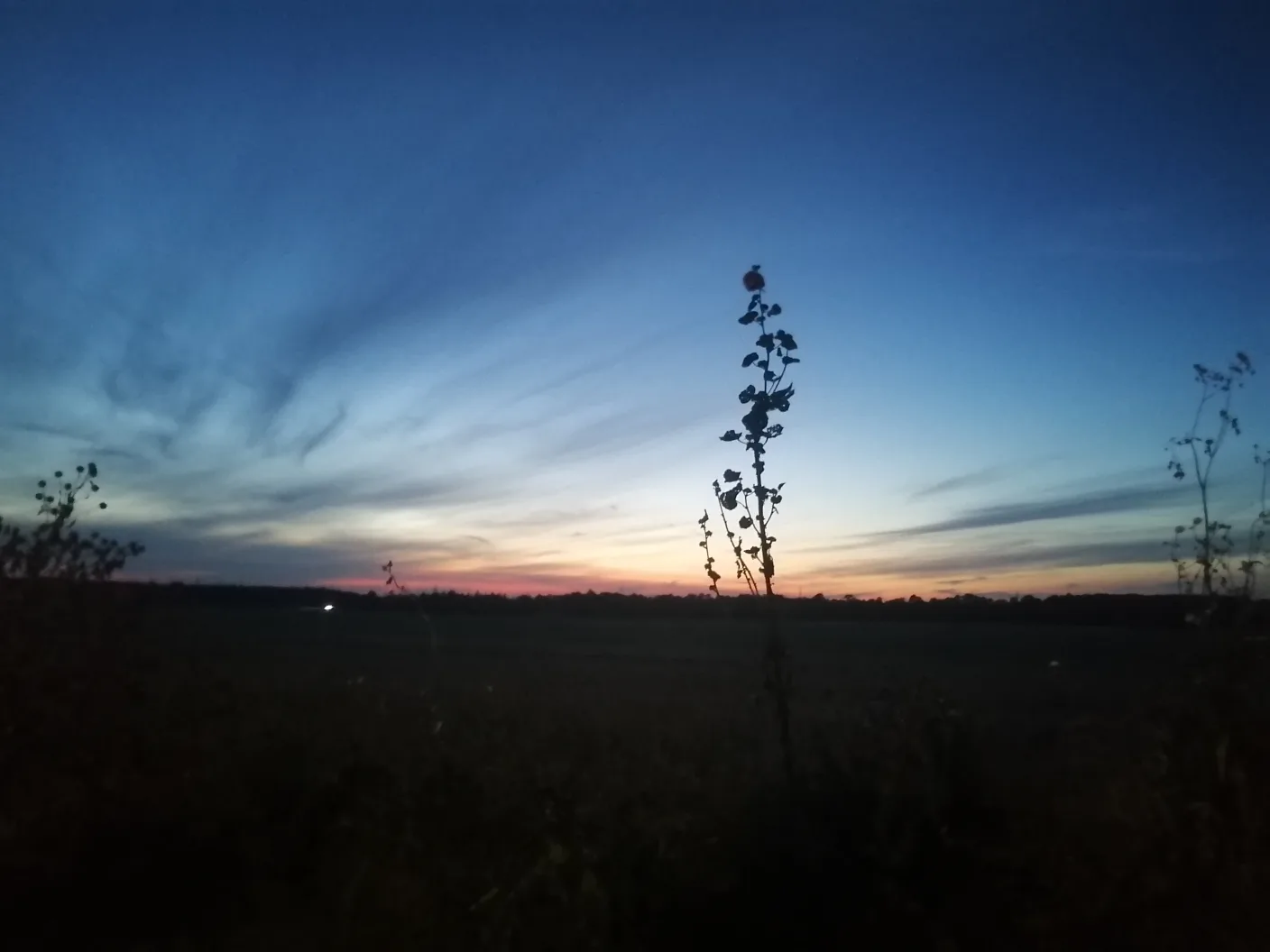 Old skateboards, longboards, penny boards