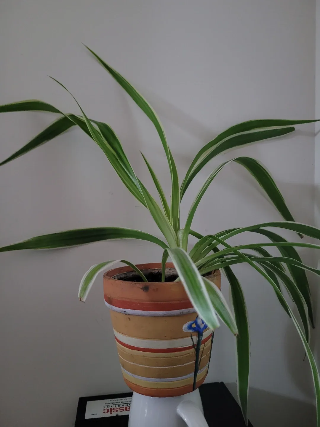 Spider Plant in Striped Pot 18" thumbnail