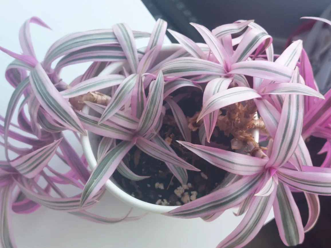 Tradescantia Rhoeo Plants image indicator(3)