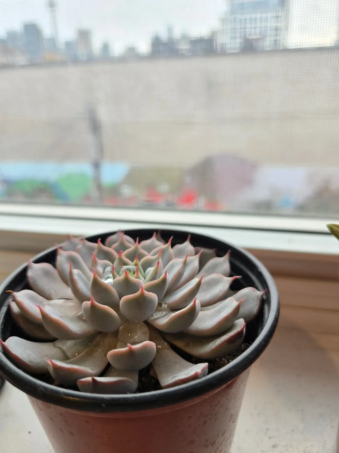 Echeveria Succulent Plant image indicator(2)