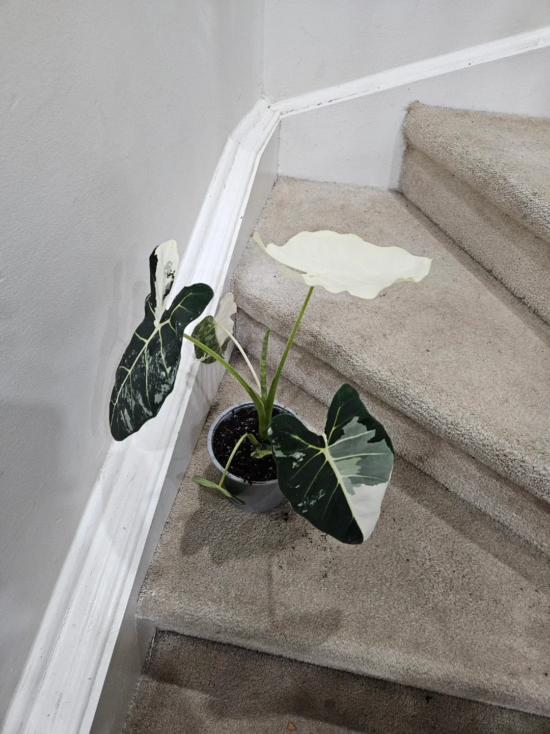 Alocasia Frydek Variegated Plant🥕 image indicator(2)