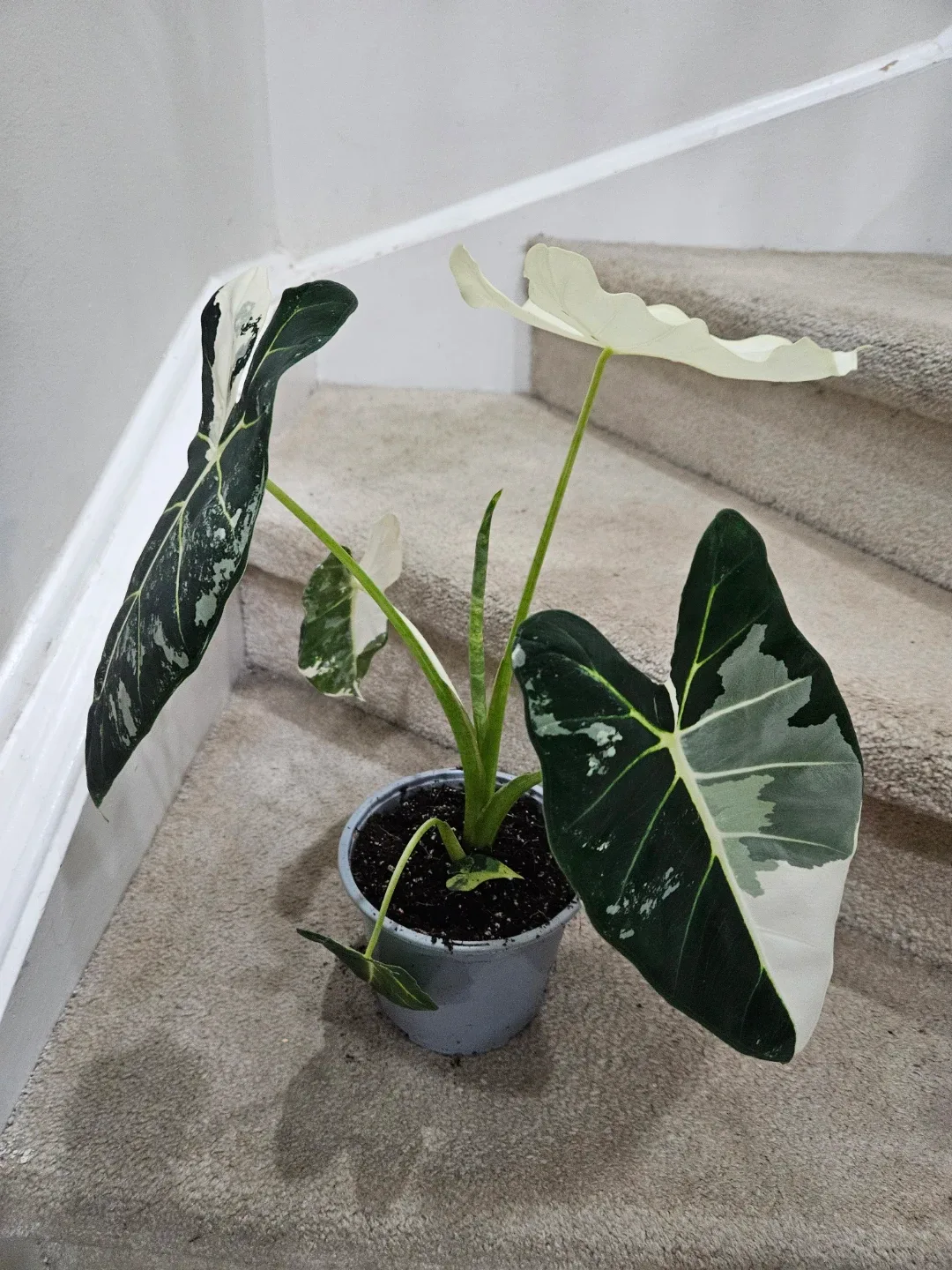 Alocasia Frydek Variegated Plant🥕 image indicator(3)