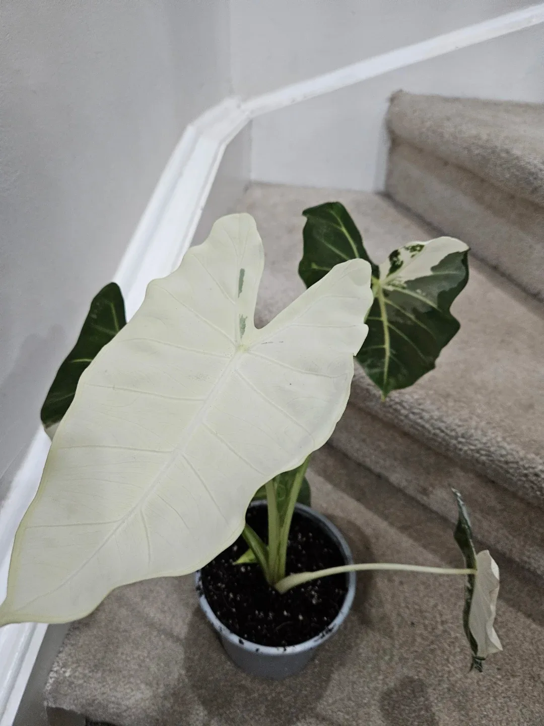 Alocasia Frydek Variegated Plant🥕 image indicator(4)