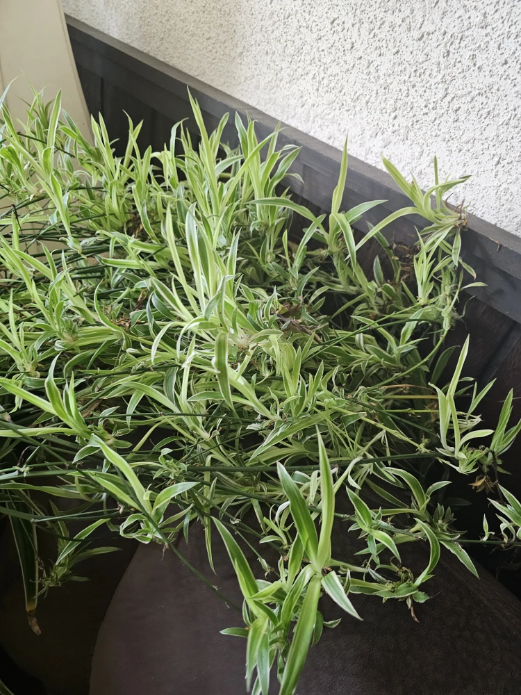 Spider plants - photo 2