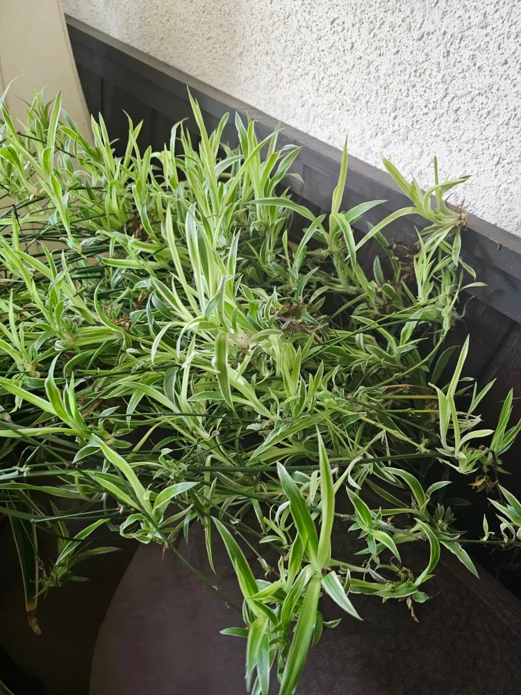 Spider plants image indicator(2)