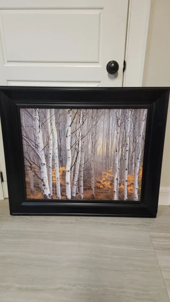 Framed Aspen Tree Forest Print