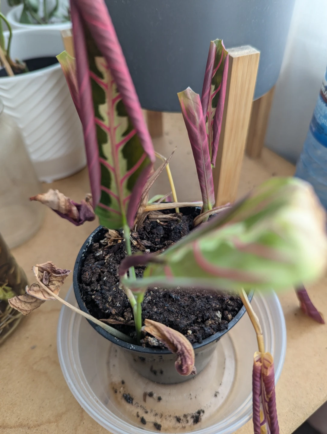 🥕 Prayer Plant