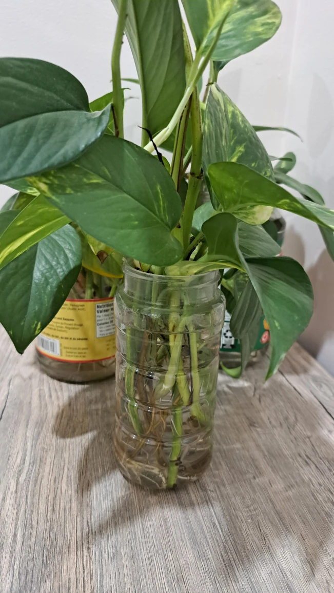 Fresh Pothos Plant Cuttings - photo 2