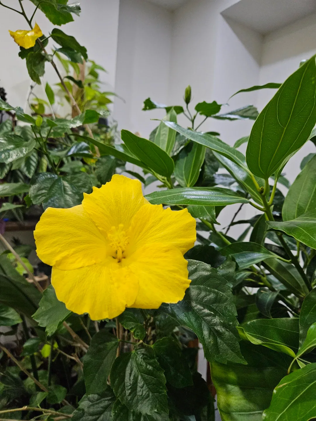 Hibiscus Plant with Yellow Flowers image indicator(2)