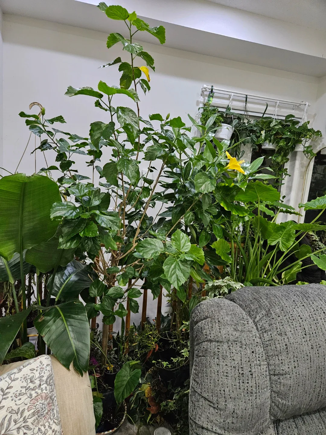 Hibiscus Plant with Yellow Flowers image indicator(5)