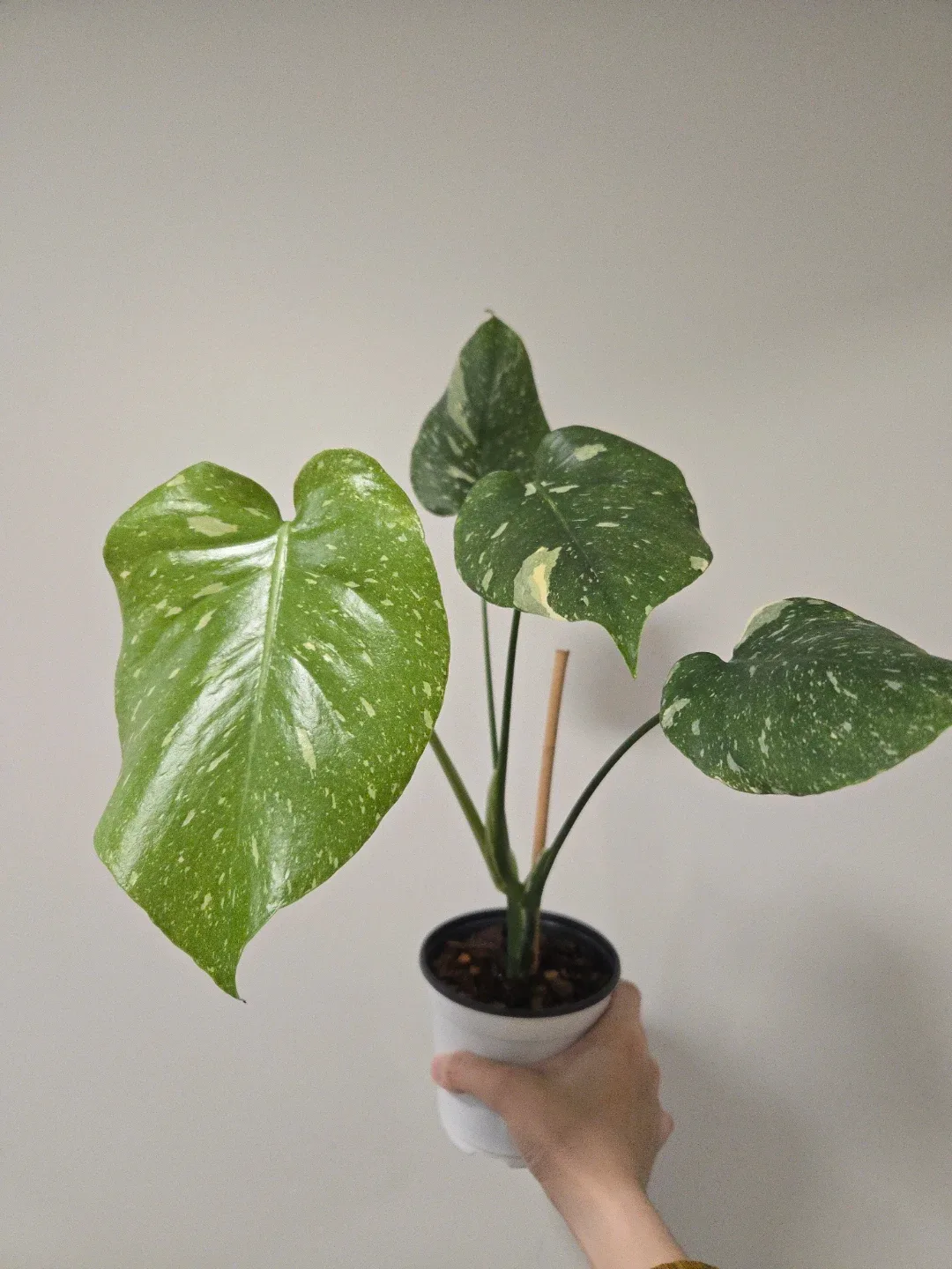 Monstera Thai Constellation in 4.3"pot 🥕