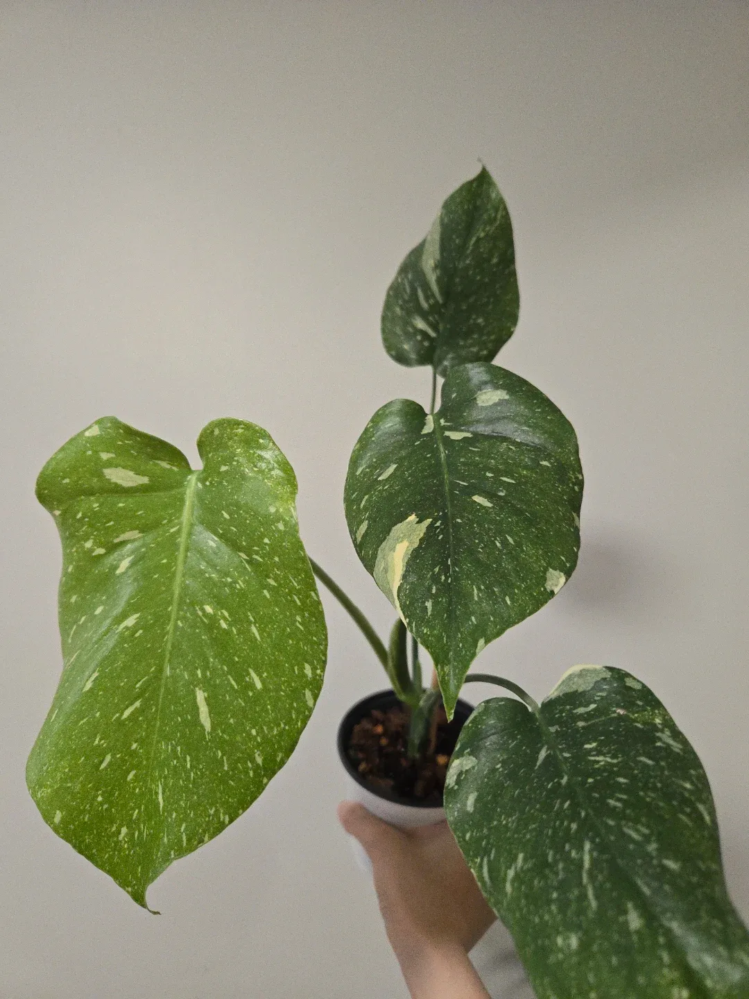 Monstera Thai Constellation in 4.3"pot 🥕 image indicator(2)
