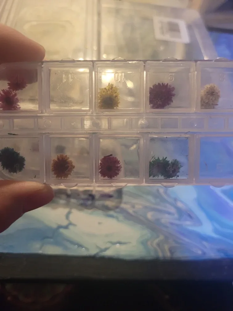 Assorted Dried Flowers and Leaves image indicator(6)