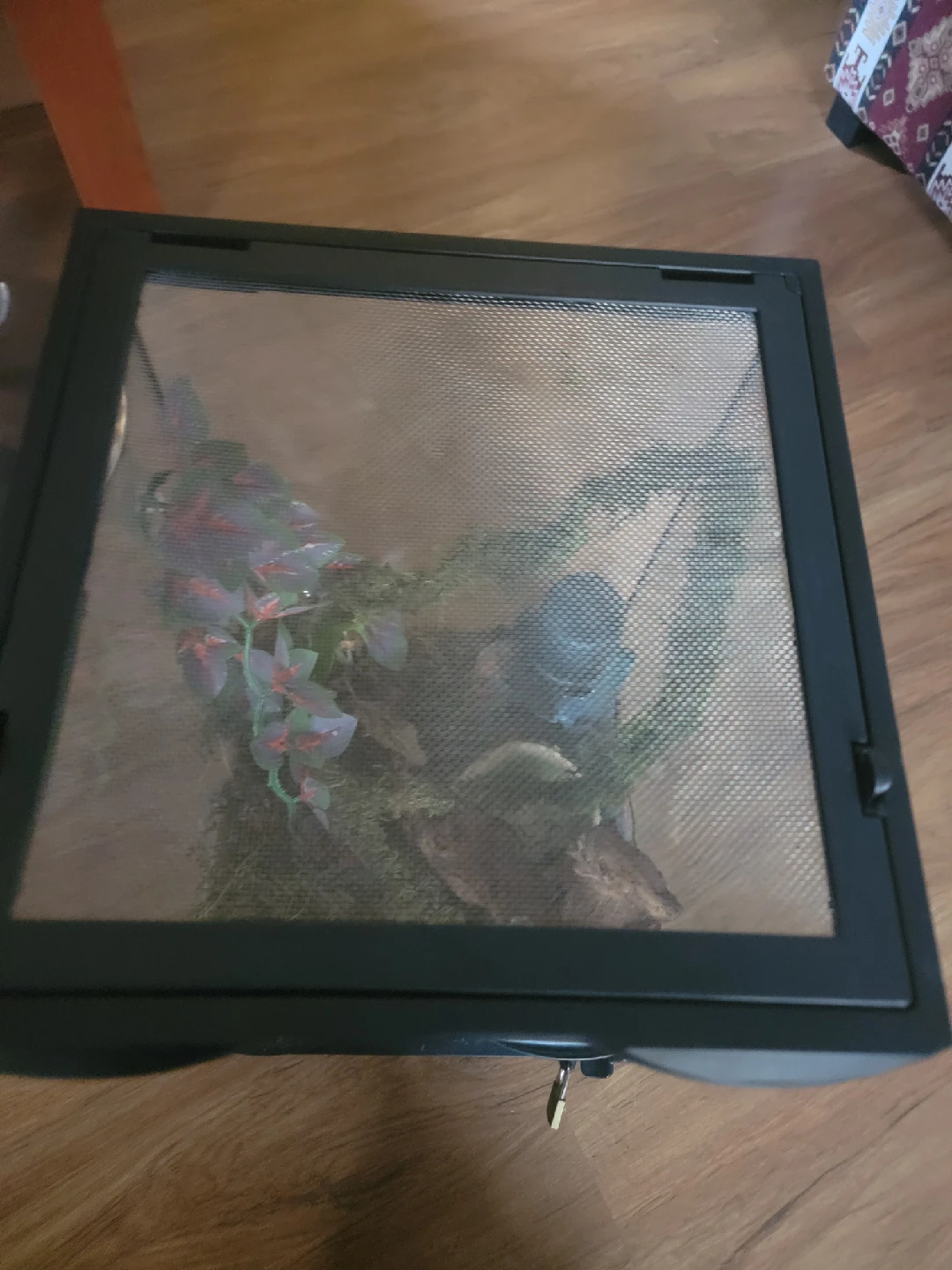 Terrarium with decor - photo 2