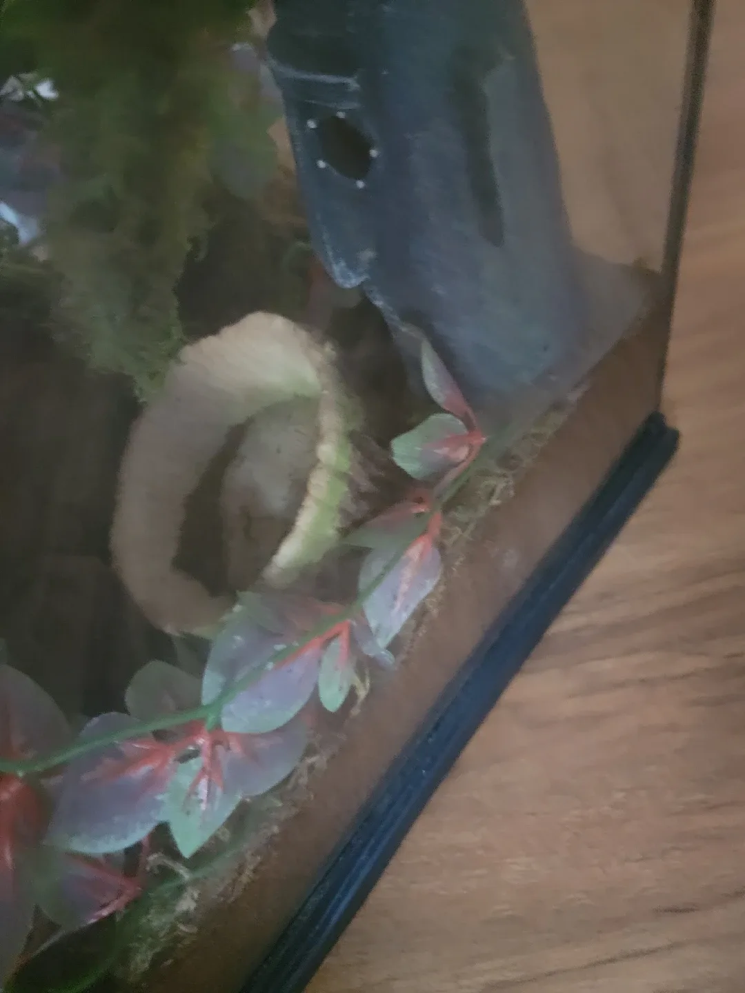 Terrarium with decor image indicator(6)