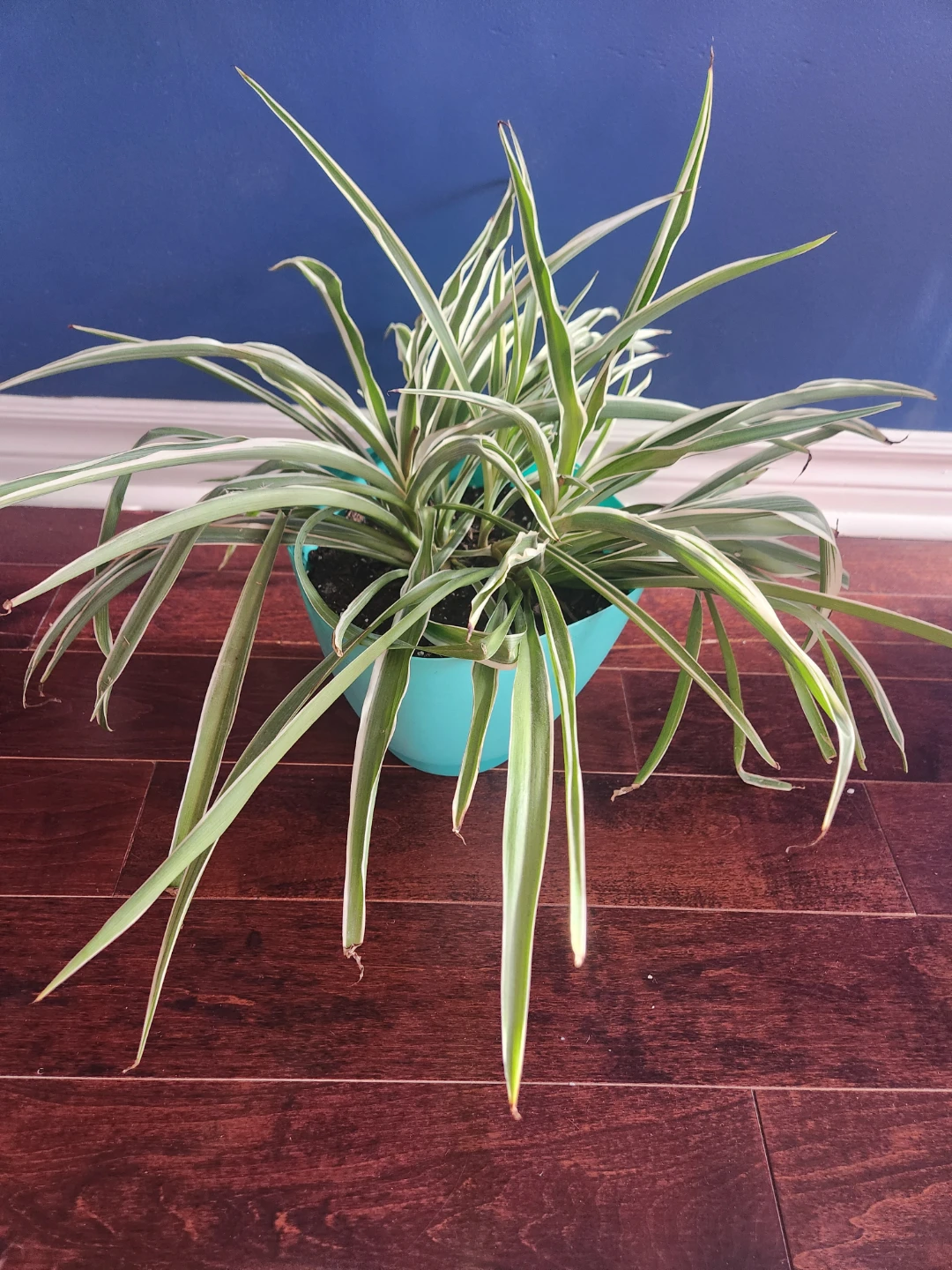 Spider Plant in Turquoise Pot