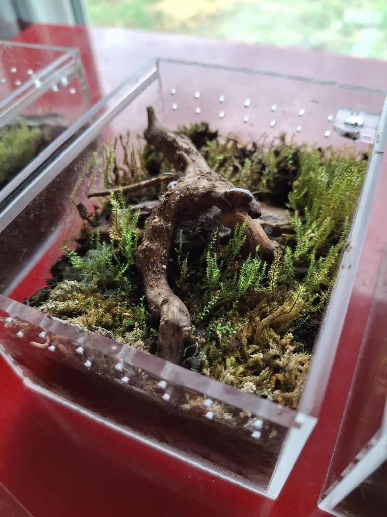 Mini World | B | Terrarium
