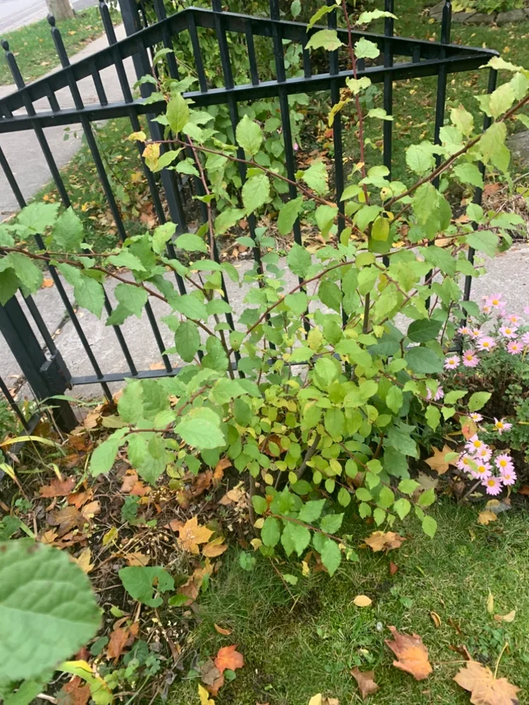 European plum trees 2ft.-4ft. image indicator(3)