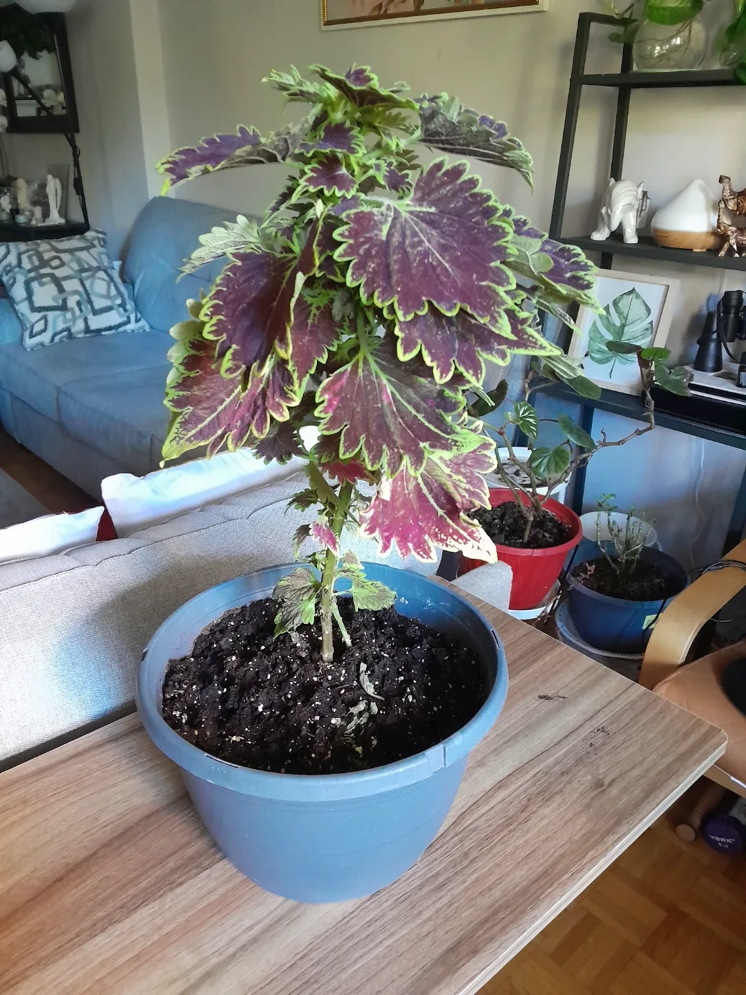 Coleus Plant in Grey Pot image indicator(2)
