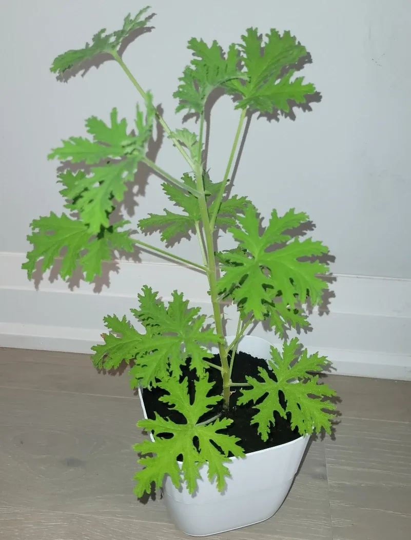 Scented Geranium
