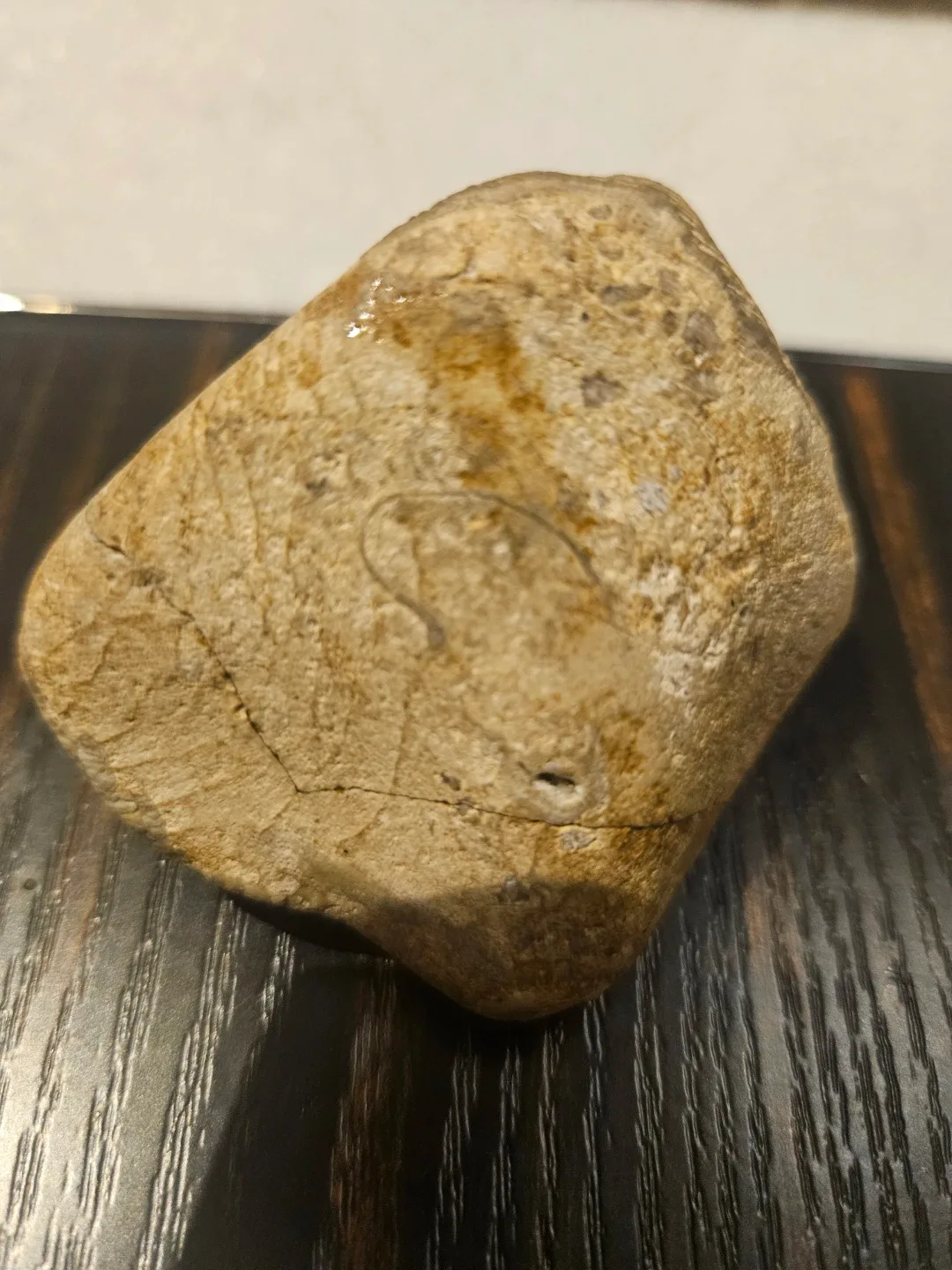 Fossil stone image indicator(7)