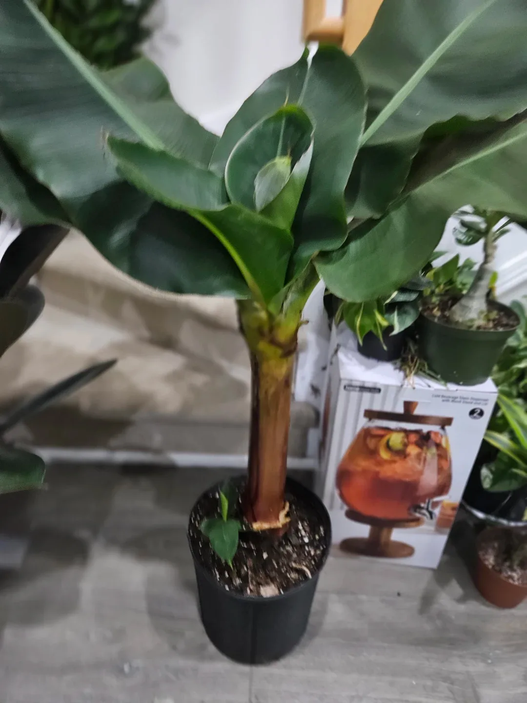 Banana Plant in 10"pot image indicator(2)