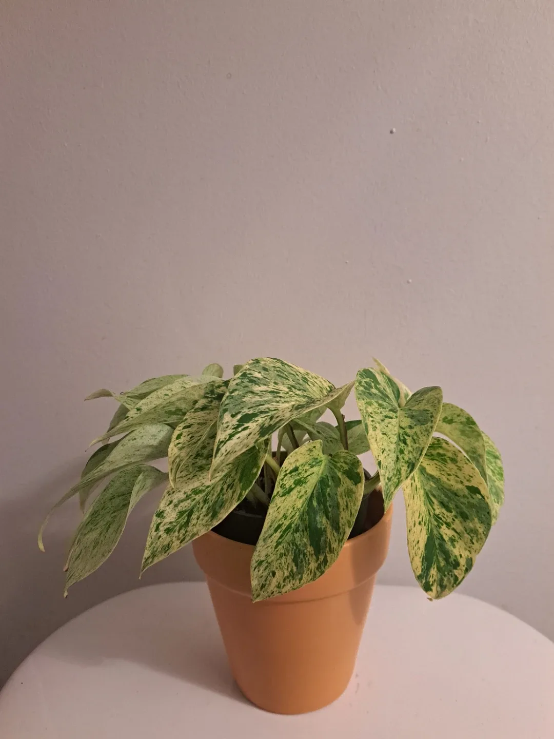Snow Queen Pothos Plant image indicator(7)