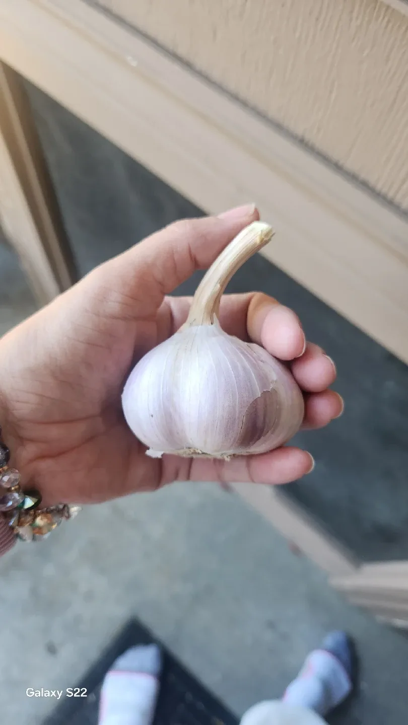 Organic Garlic image indicator(2)