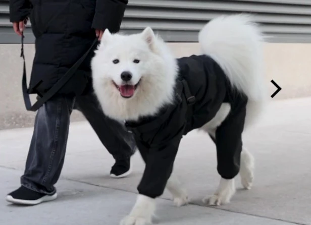Canada Pooch Harness Dog Rain suit & Snowsuit Size 22